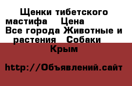 Щенки тибетского мастифа. › Цена ­ 30 000 - Все города Животные и растения » Собаки   . Крым